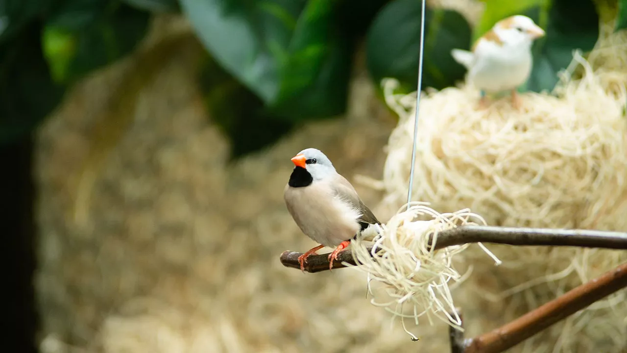 Little bird sitting on a branch