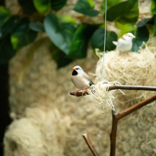 Little birdie sitting on branch