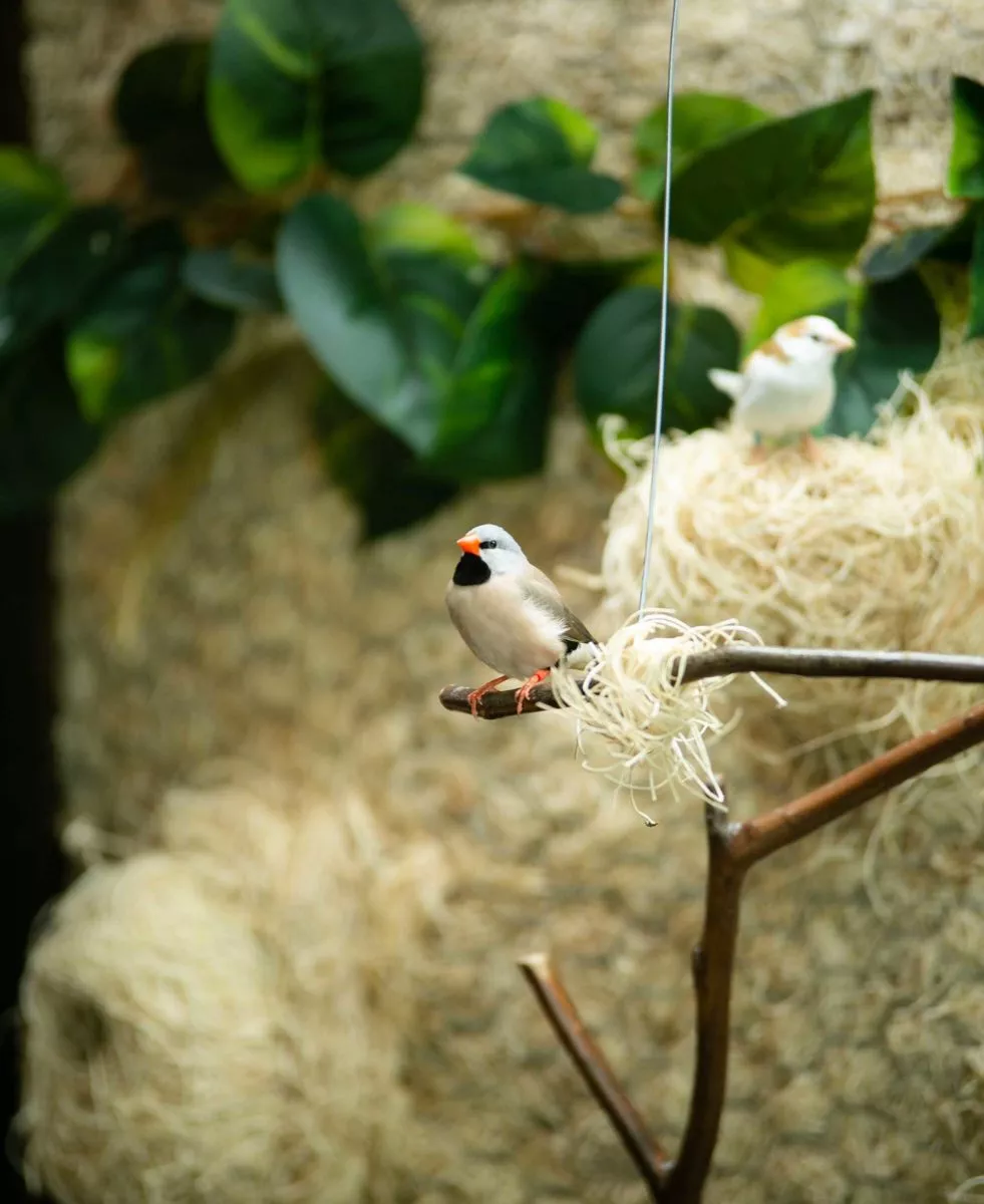 Little birdie sitting on branch