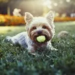 A young yorkshire terrier puppy holding a tennis ball in his mouth.