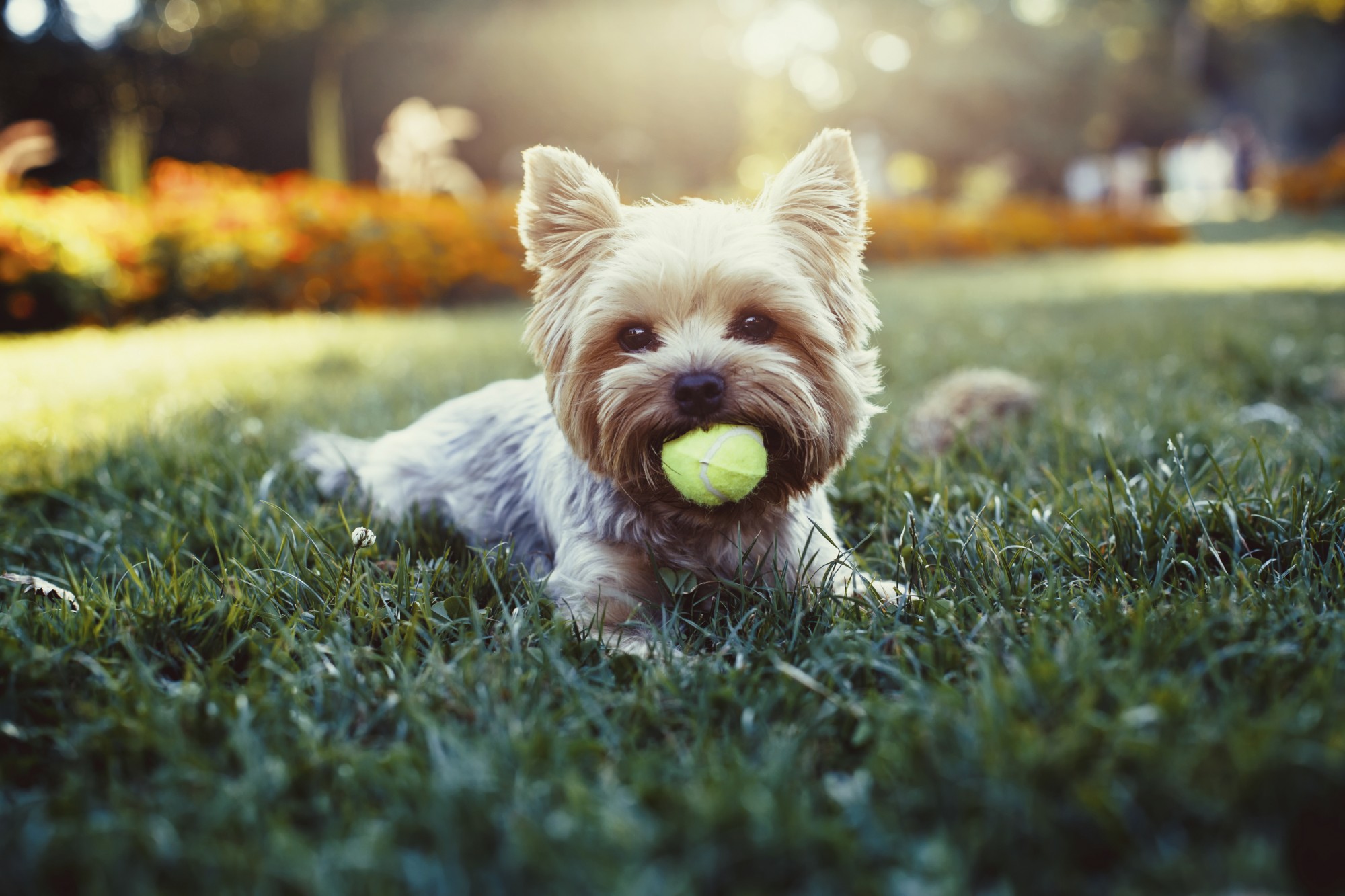 A young yorkshire terrier puppy holding a tennis ball in his mouth.